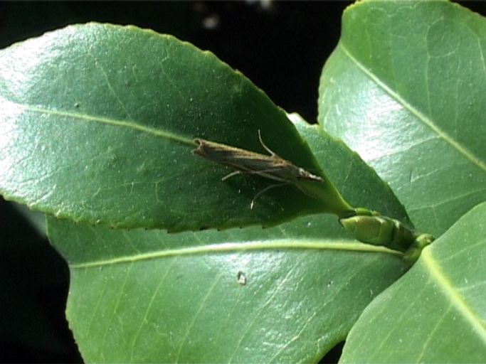 Agriphila straminella : Moers, in unserem Garten, 31.08.2005